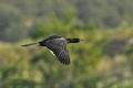 Phalacrocorax_pygmaeus_bx4560