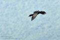 Phalacrocorax_pygmaeus_bx4581