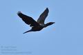 Phalacrocorax_pygmaeus_bx4588