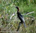 Phalacrocorax_pygmaeus_da8357