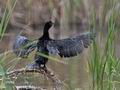 Phalacrocorax_pygmaeus_pd5803