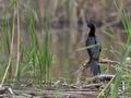 Phalacrocorax_pygmaeus_pd5808