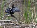 Phalacrocorax_pygmaeus_pd5824