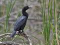 Phalacrocorax_pygmaeus_pd5861