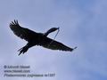 Phalacrocorax_pygmaeus_ra1367