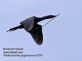 Phalacrocorax_pygmaeus_ra1379