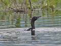 Phalacrocorax_pygmaeus_ra1568