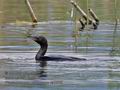 Phalacrocorax_pygmaeus_ra1574