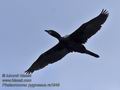 Phalacrocorax_pygmaeus_ra1946