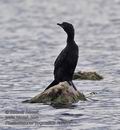 Phalacrocorax_pygmaeus_ra2241