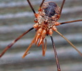Phalangium_opilio_ag1578