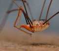 Phalangium_opilio_ag1582