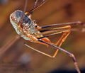 Phalangium_opilio_ag1584