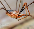 Phalangium_opilio_ag1585