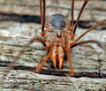 Phalangium_opilio_ag1588