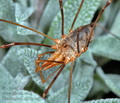 Phalangium_opilio_ag2508