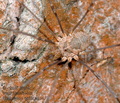 Phalangium_opilio_ag3457