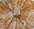 Phalangium_opilio_ag3459