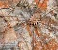 Phalangium_opilio_ag3461