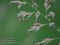 Phalaris_arundinacea_a132