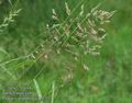 Phalaris_arundinacea_a133