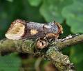 Phalera_bucephaloides_bu1626