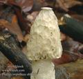 Phallus_impudicus_ab8757