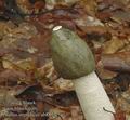 Phallus_impudicus_ab8833