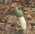 Phallus_impudicus_ab8843