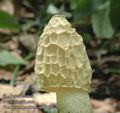 Phallus_impudicus_ab8969