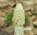 Phallus_impudicus_ab9011