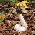 Phallus_impudicus_al4753