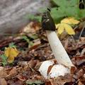 Phallus_impudicus_al4785