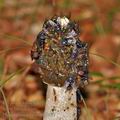 Phallus_impudicus_bh6407