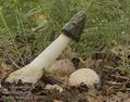 Phallus_impudicus_d1497