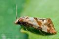 Phalonidia_contractana_cp2848s