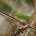 Phaneroptera_falcata_al8464