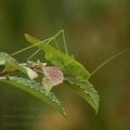 Phaneroptera_falcata_al8485