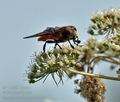 Phasia_hemiptera_bd3842