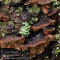 Phellinus_chrysoloma_bh7878