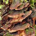 Phellinus_chrysoloma_bh7881