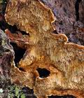 Phellinus_chrysoloma_bh7884