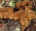 Phellinus_chrysoloma_bh7886