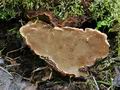 Phellinus_chrysoloma_br4288