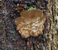 Phellinus_chrysoloma_bv5581