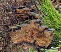 Phellinus_chrysoloma_bv5584