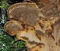 Phellinus_chrysoloma_ca5174