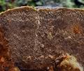 Phellinus_chrysoloma_ca5180