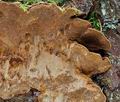 Phellinus_chrysoloma_ca5186