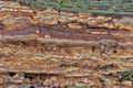 Phellinus_contiguus_cz9733